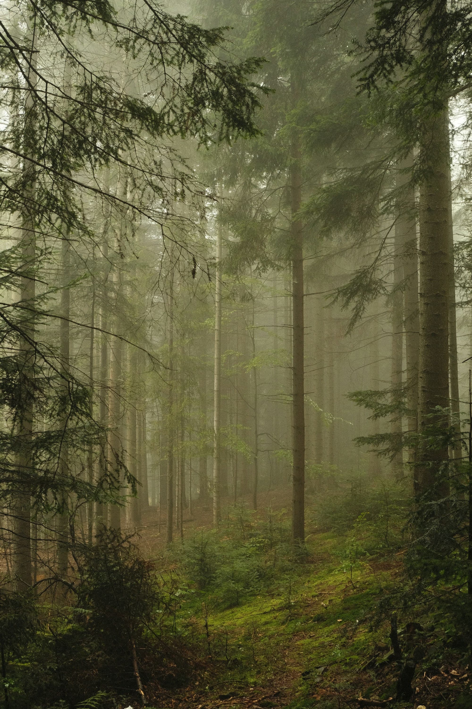 Mist between trees in a green forest. Temporary Unsplash artwork.